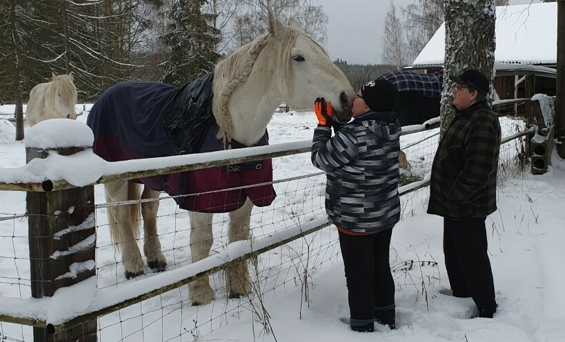 Aija Jäppinen ja Veli-Pekka Kärki hoitavat tilan pihapiirissä myös näyttäviä hevosia